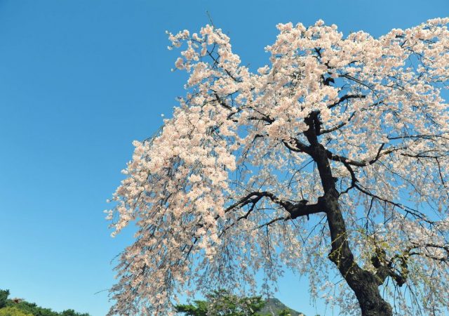 食養生から考える花粉症対策 - ポイントは「肝腎要」