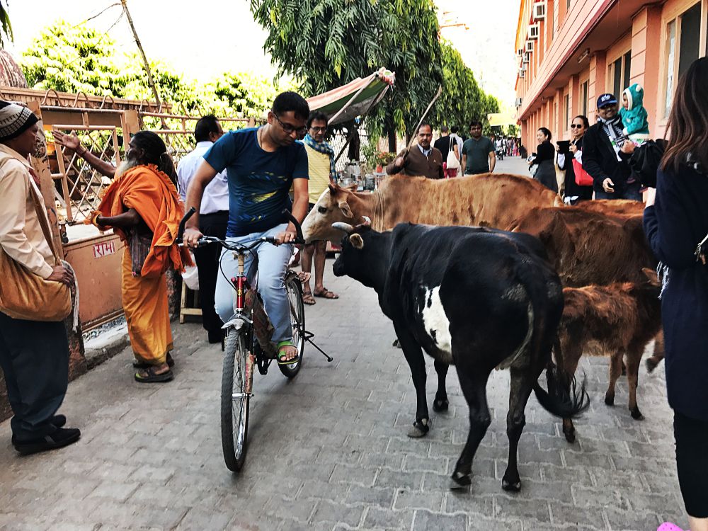 リシケシで遭遇した牛の渋滞