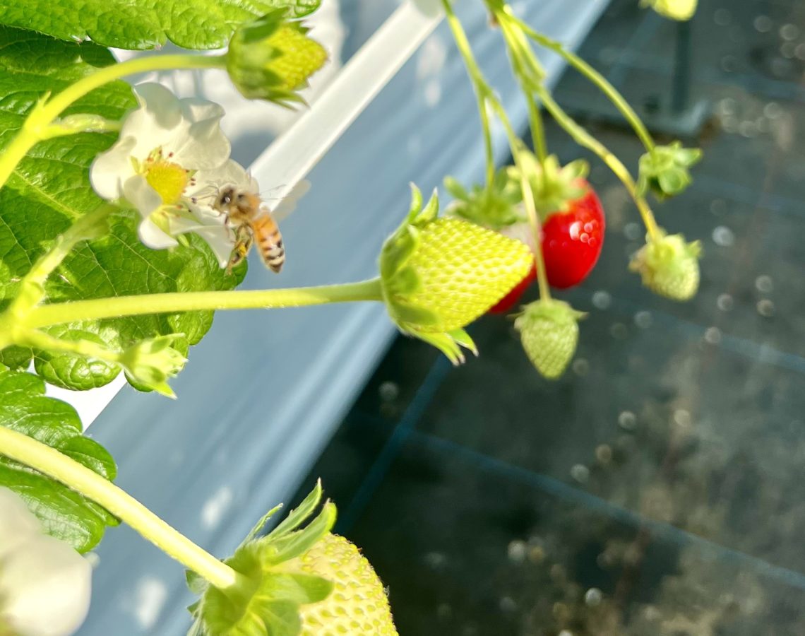 2月のスケジュール更新